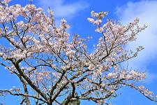 https://imgs.plurk.com/QBl/aKF/b1xGNtQjaJsMaNbemCTd1BJi0i3_lg.jpg