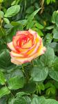https://imgs.plurk.com/QBl/iQM/kJHnkpmwAqC4FF9poKLplSV2HMQ_lg.jpg
