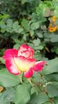 https://imgs.plurk.com/QBl/ooJ/3o4ETIj55tJPoWlGsN6JFxEnsq8_lg.jpg
