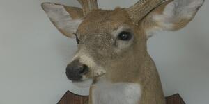 https://imgs.plurk.com/QCV/ug8/LPFEAsDdarXjCyHFmcT35OxD61U_lg.jpg