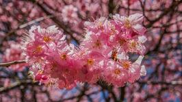 https://imgs.plurk.com/QCW/SIn/3kZRpfuwQj0LLOFEknYRyqGz1ls_lg.jpg