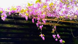 https://imgs.plurk.com/QCX/Ole/Nz5HIIbiVcBkpUYazsCoA0DbjgM_lg.jpg
