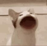 https://imgs.plurk.com/QCX/vER/fLSywuqJrsmn54SQOtxiCzFtacQ_lg.gif
