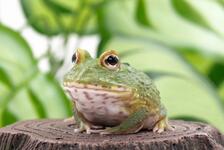https://imgs.plurk.com/QGe/VbP/o6CbapFzerhXcF2WRxqZBrpz69o_lg.jpg
