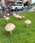 https://imgs.plurk.com/QGg/840/kI9hB6RvLaaFpWh1wX4nLhW7u29_lg.jpg