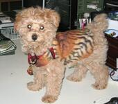 https://imgs.plurk.com/QGi/1ur/FSSZyNTr5FGCXCfZMN5Khd3CSYZ_lg.jpg