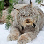 https://imgs.plurk.com/QuX/1z0/uBL2Jq4IKH0kd4tpkDFxUGZQTfv_lg.png