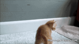https://imgs.plurk.com/QuZ/aTl/2VtL4BZ7LoggL8J7Hte9lMleHTx_lg.gif