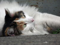 https://imgs.plurk.com/QuZ/lsg/FCPGdcID76mbKHWZ1Btkje7rGpo_lg.jpeg