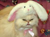https://imgs.plurk.com/Qv0/9kh/iEX7v38ngApqQqqBpfQhtwSi8Wf_lg.jpeg