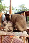 https://imgs.plurk.com/Qv1/5Op/NoXGUQ7Zwid3sVHbxaVdCIlCfo5_lg.jpeg