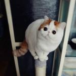 https://imgs.plurk.com/Qv1/H9p/dmhAq0rcJTbKj598YM6bdoJxEpD_lg.jpeg