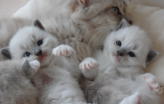 https://imgs.plurk.com/Qv1/hTm/Mzub0MidXxqHWzjjpIMIqdWEo3e_lg.png