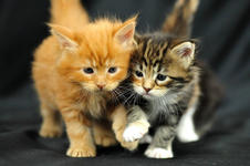 https://imgs.plurk.com/Qv1/tvs/JNXbAi35V6ha7at6VYJVyy7Ttv5_lg.jpeg