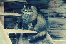 https://imgs.plurk.com/Qv1/wRJ/47IISodH5atKIUijuQ4ajJWfgOd_lg.jpeg