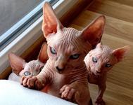 https://imgs.plurk.com/Qv2/hdR/3EZq0eAq06WQwa5jvV7bnCgqU8g_lg.jpeg