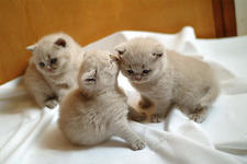 https://imgs.plurk.com/Qv2/y40/FKR2qif25qnT9D74zAIALt0R0Sq_lg.jpeg