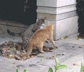 https://imgs.plurk.com/QwA/xyJ/SAdmghpJRBZ5t4kVwEKMdz6TQFn_lg.gif