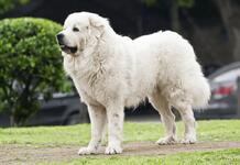 https://imgs.plurk.com/Qwt/PKO/4oSrYq6FY0VCzYtkvbT1WiMmkfc_lg.png