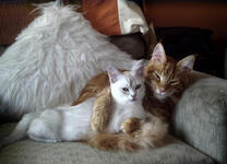 https://imgs.plurk.com/Qwt/sOl/0Q57GE0ZV3X5BLNNR7f8E2vo64o_lg.jpg
