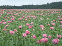 https://imgs.plurk.com/Qwv/Op6/rzHJ3wsgP4taaQtYWRf84NnHJdW_lg.jpg