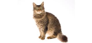 https://imgs.plurk.com/Qww/aMJ/2wO6HbYdEViGaREAEXeyTEpfes6_lg.jpg