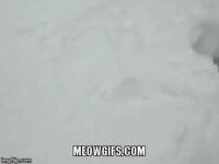 https://imgs.plurk.com/Qwx/oN2/1CjKgeJWylgZGAE9vaLyGqjvW2b_lg.gif