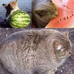 https://imgs.plurk.com/Qwz/8mv/vYi7ja0LJ8NXiWXlVxQp5MdmDPw_lg.jpg