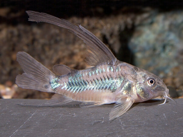 aquaworld - Corydoras aeneus «Longfin» - Corydoras aeneus «Longfin ...