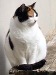https://imgs.plurk.com/Qy7/CPg/dMhYIutLFXz4KbV9z1uVIn1uD2I_lg.jpg