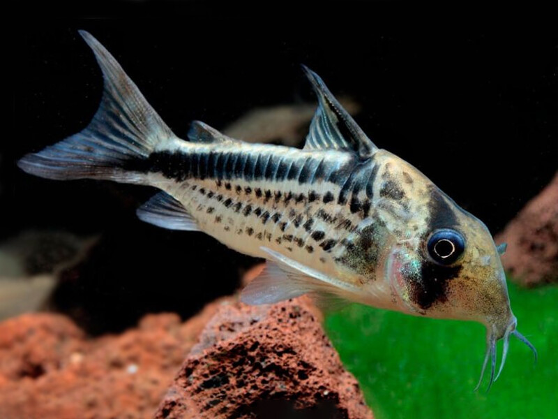 aquasnack - Corydoras loxozonus - Corydoras loxozonus – ePond - Plurk