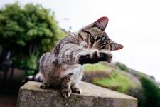 https://imgs.plurk.com/QzK/muv/qiCYYcfPq1w3JjjJ9iWUIT0hdgo_lg.jpg