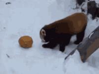 https://imgs.plurk.com/QzM/ikb/cMExdPcO1IGq9OsIiLoLybkdSIe_lg.gif