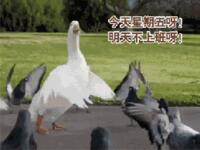 https://imgs.plurk.com/QzS/A9A/PlNBgGXwRYFzShOYDf7FhzbLqpt_lg.gif